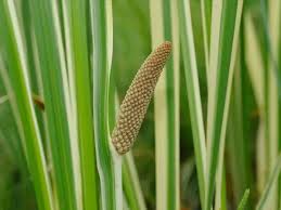 Attēlu rezultāti vaicājumam “Acorus calamus leaf”