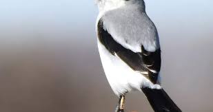 Attēlu rezultāti vaicājumam “Laniidae”