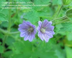 Attēlu rezultāti vaicājumam “Geranium bohemicum”
