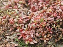 Attēlu rezultāti vaicājumam “Elatine hydropiper”