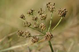 Image result for Heracleum sphondylium