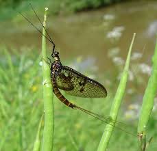 Attēlu rezultāti vaicājumam “Ephemera vulgata”