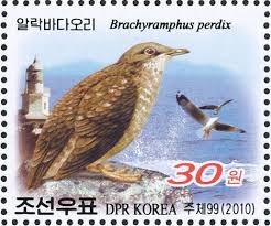 Image result for Brachyramphus perdix