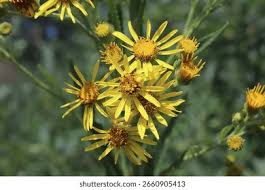 Attēlu rezultāti vaicājumam “Jacobaea paludosa”