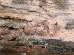 Attēlu rezultāti vaicājumam “Lycogala cf. oleocrystalliferum sessile”