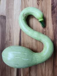 Image result for tromboncino