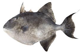 Image result for Balistes capriscus