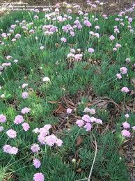 Attēlu rezultāti vaicājumam “Armeria vulgaris”