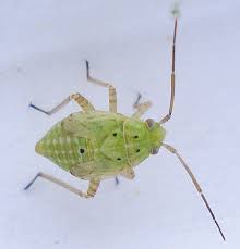 Attēlu rezultāti vaicājumam “Lygus pratensis imago”