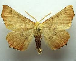 Attēlu rezultāti vaicājumam “Ennomos autumnaria”