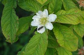 Attēlu rezultāti vaicājumam “Mespilus germanica leaf”