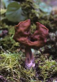 Attēlu rezultāti vaicājumam “Gyromitra infula”