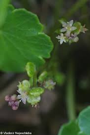 Attēlu rezultāti vaicājumam “Hydrocotyle vulgaris flower”