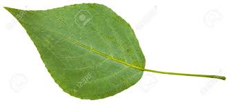 Attēlu rezultāti vaicājumam “Populus nigra leaf”