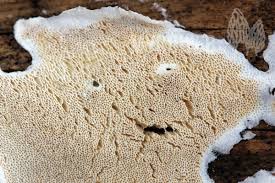 Attēlu rezultāti vaicājumam “Skeletocutis brevispora”