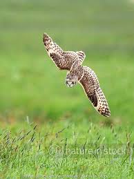 Attēlu rezultāti vaicājumam “Asio flammeus adult”