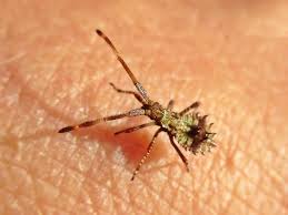 Attēlu rezultāti vaicājumam “Coreus marginatus nymph”