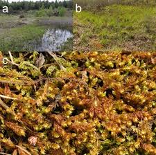 Attēlu rezultāti vaicājumam “Drepanocladus trifarius”