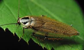 Attēlu rezultāti vaicājumam “Ectobius sylvestris male”