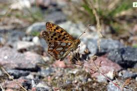 Attēlu rezultāti vaicājumam “Issoria lathonia upperside”