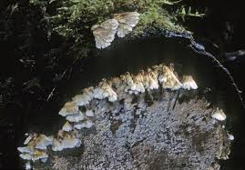 Attēlu rezultāti vaicājumam “Irpex lacteus”