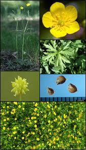 Attēlu rezultāti vaicājumam “Ranunculus acris”