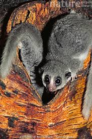 Attēlu rezultāti vaicājumam “Diderma rufostriatum young”