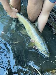 Image result for Oncorhynchus tshawytscha
