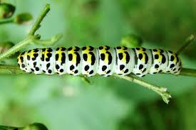 Attēlu rezultāti vaicājumam “Shargacucullia scrophulariae”