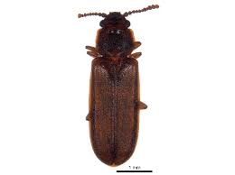 Attēlu rezultāti vaicājumam “Cucujidae”