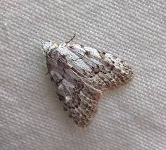 Attēlu rezultāti vaicājumam “Nola confusalis”