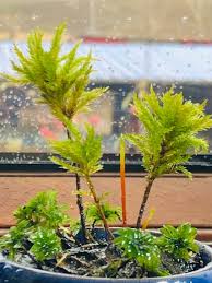 Attēlu rezultāti vaicājumam “Climacium dendroides sporophyte”