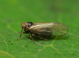Attēlu rezultāti vaicājumam “Javesella pellucida”