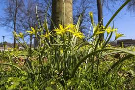 Attēlu rezultāti vaicājumam “Gagea pratensis flower”
