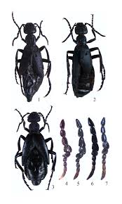 Attēlu rezultāti vaicājumam “Meloe sp.”