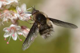 Attēlu rezultāti vaicājumam “Bombyliidae”