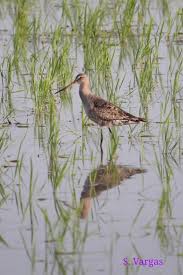 Image result for Limosa haemastica