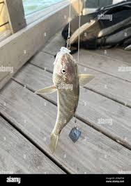 Image result for Menticirrhus americanus