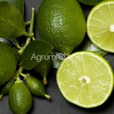 Attēlu rezultāti vaicājumam “Cinna latifolia fruit”