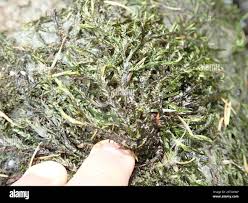 Attēlu rezultāti vaicājumam “Fontinalis antipyretica”