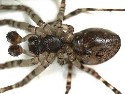 Attēlu rezultāti vaicājumam “Neriene montana”