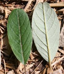 Attēlu rezultāti vaicājumam “Arenaria procera leaf”