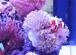 Image result for Anemonenarten