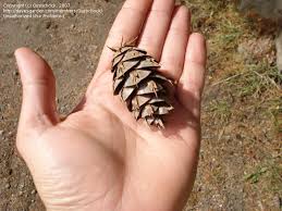 Attēlu rezultāti vaicājumam “Pseudotsuga menziesii fruit”
