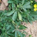 Attēlu rezultāti vaicājumam “Potentilla reptans leaf”