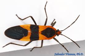 Attēlu rezultāti vaicājumam “Lycogala convexum macro”