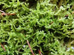 Attēlu rezultāti vaicājumam “Oxyrrhynchium hians var. rigidum macro”