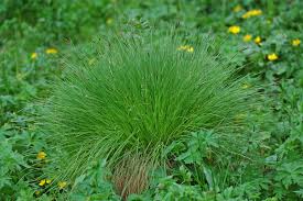 Attēlu rezultāti vaicājumam “Carex nigra”