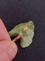 Attēlu rezultāti vaicājumam “Uromyces dactylidis”