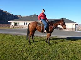 Image result for Kings Ranch Riding School/Club